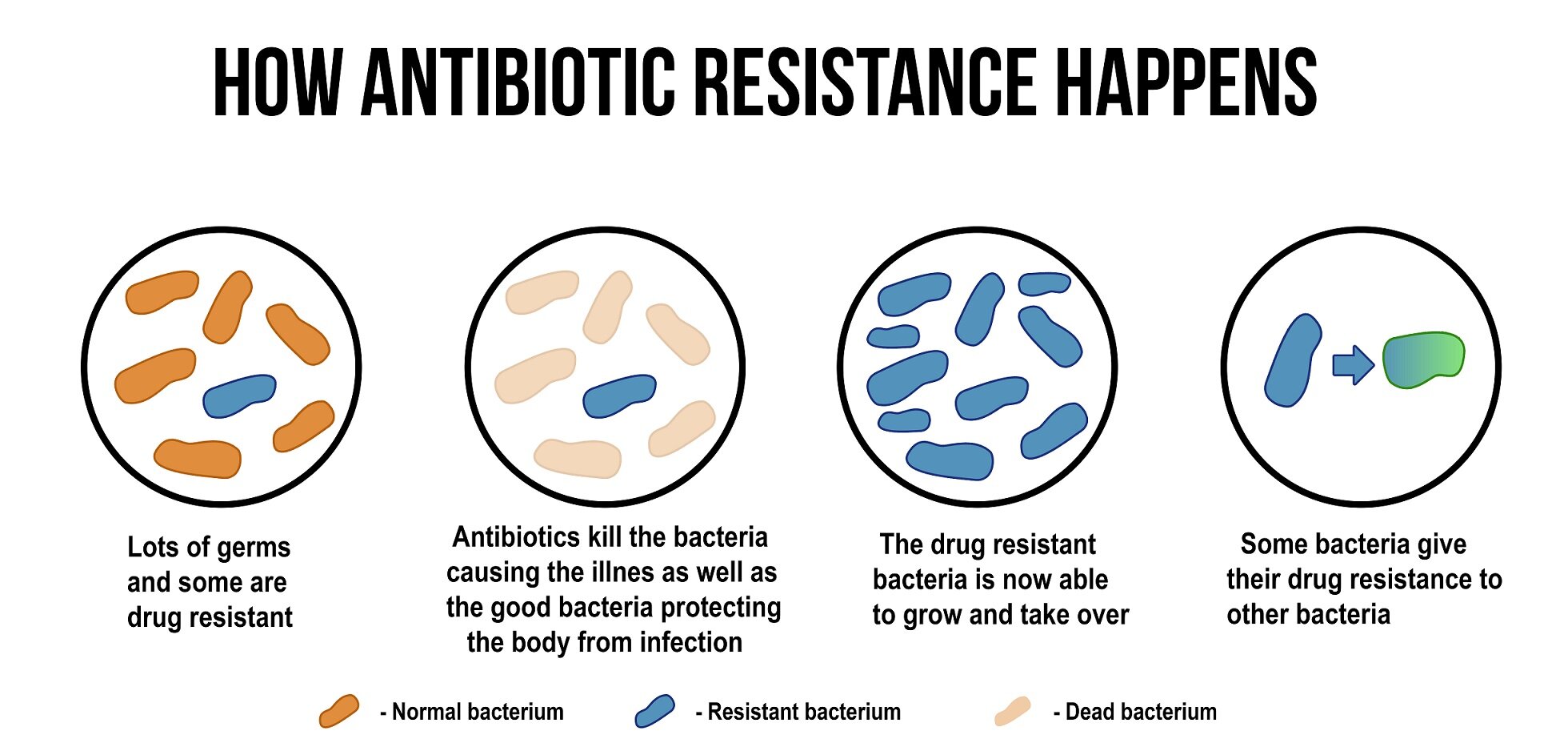 Que tomar primero antibiótico o probiótico